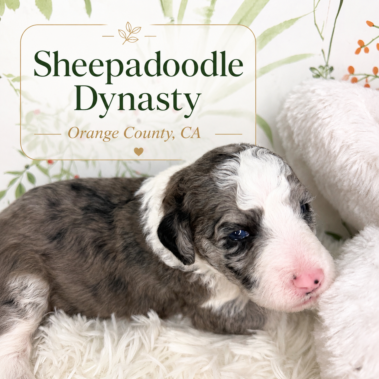 Newborn gray-and-white Sheepadoodle puppy resting on a fluffy white blanket with Sheepadoodle Dynasty Orange County, California branding.